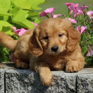 Duddley, Goldendoodle-Miniature Puppy