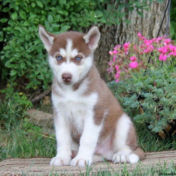 Duffy, Siberian Husky Puppy