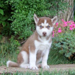 Duffy, Siberian Husky Puppy