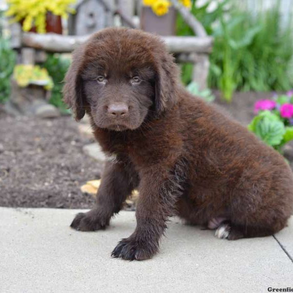 Duke, Newfoundland Puppy