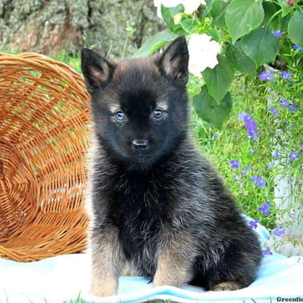 Duke, Pomsky Puppy