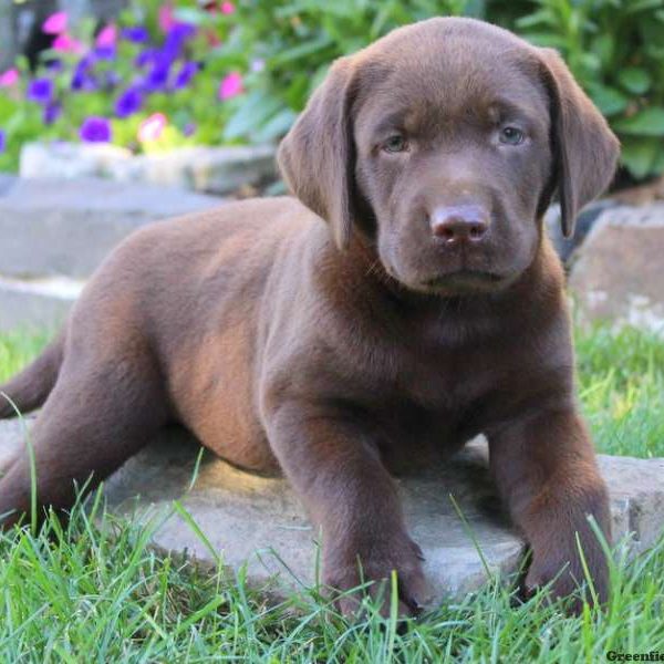 Duke, Labrador Retriever-Chocolate Puppy