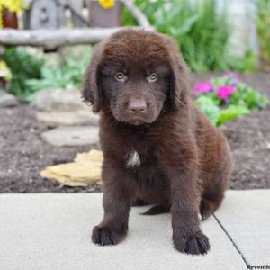 Duke, Newfoundland Puppy