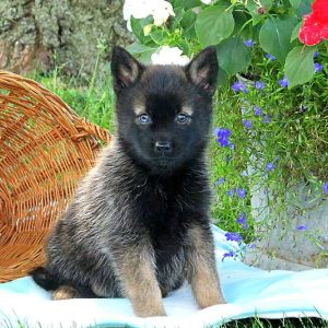 Duke, Pomsky Puppy