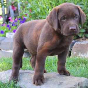 Duke, Labrador Retriever-Chocolate Puppy