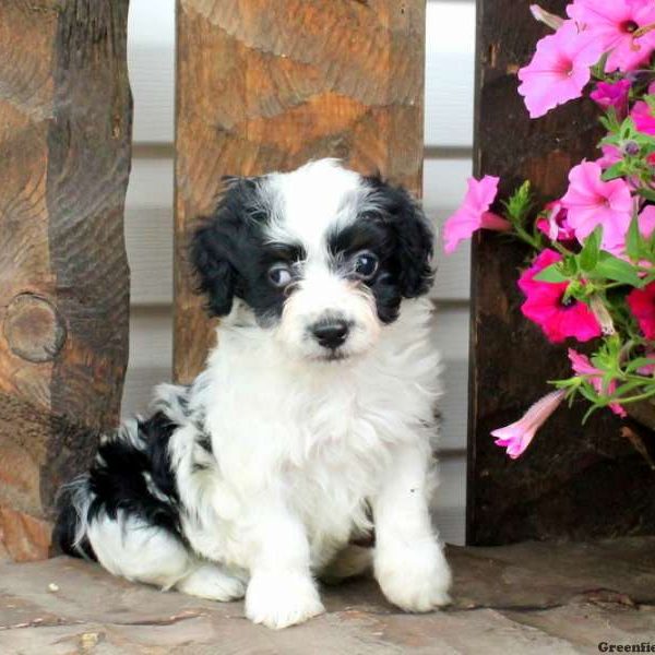 Duncan, Havanese Puppy