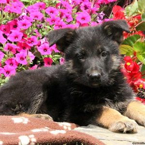 Duncan, German Shepherd Puppy