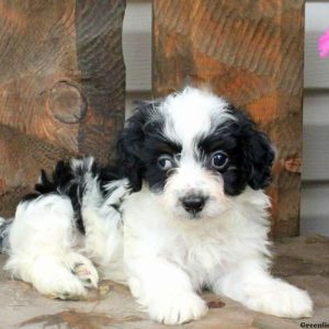 Duncan, Havanese Puppy