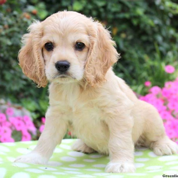 Dunkin, Cocker Spaniel Puppy