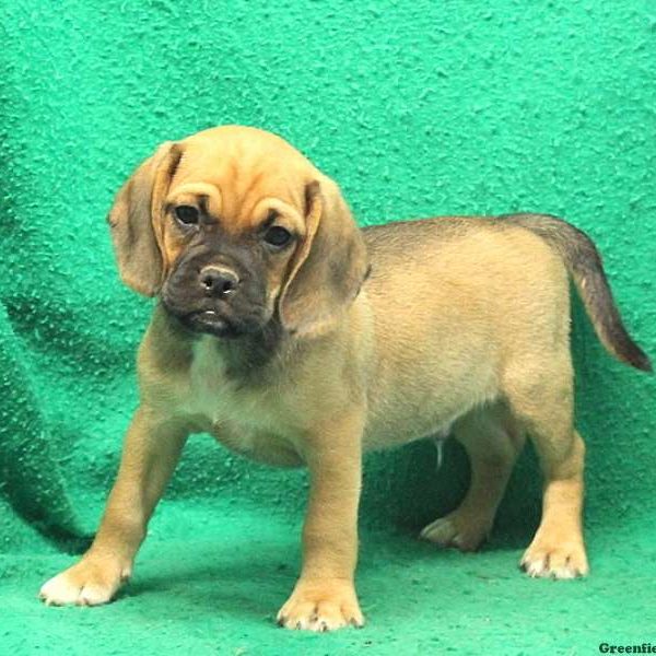 Duster, Puggle Puppy