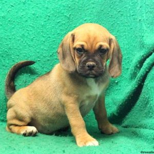 Duster, Puggle Puppy