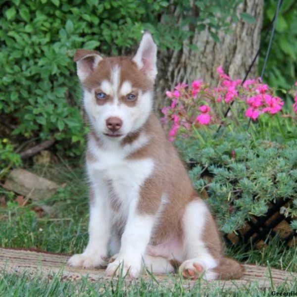 Dustin, Siberian Husky Puppy