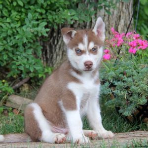 Dustin, Siberian Husky Puppy