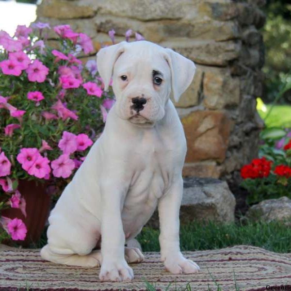 Dusty, Boxer Puppy