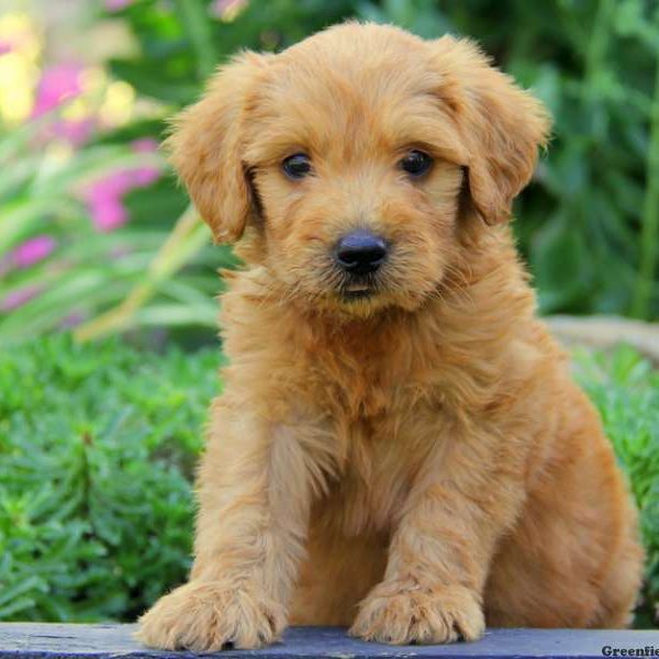 Dusty, Goldendoodle Puppy