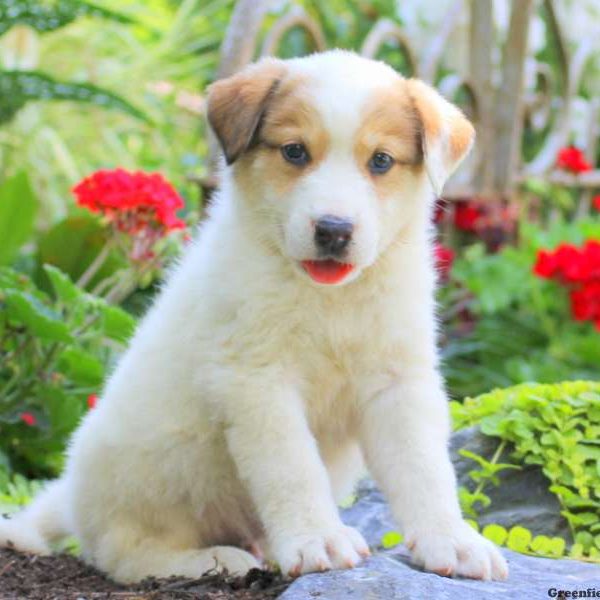 Dusty, Great Pyrenees Mix Puppy