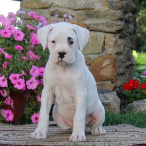 Dusty, Boxer Puppy