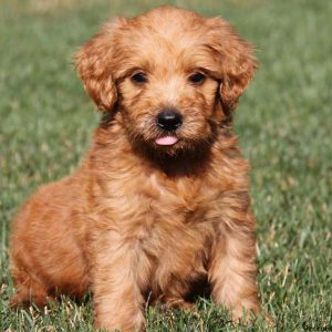 Dusty, Goldendoodle Puppy