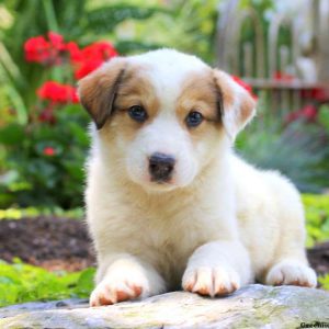 Dusty, Great Pyrenees Mix Puppy