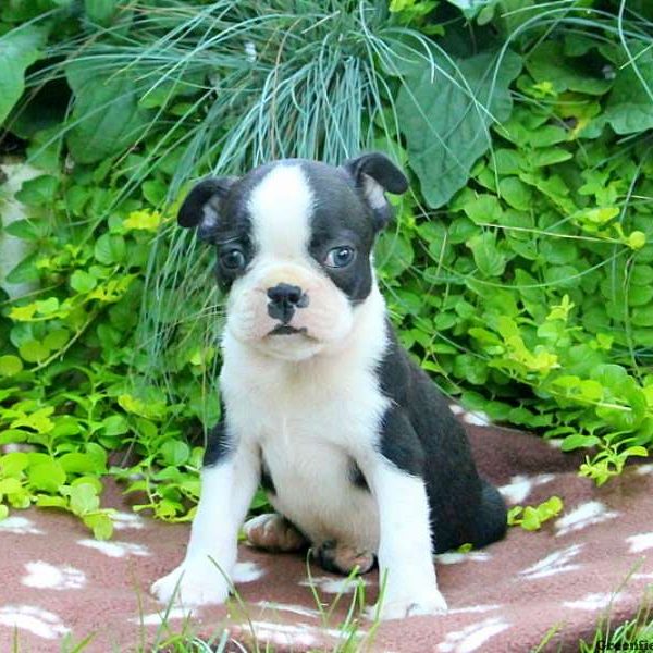 Dutch, Boston Terrier Puppy