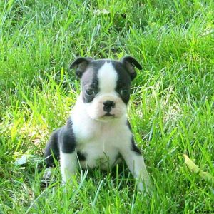 Dutch, Boston Terrier Puppy