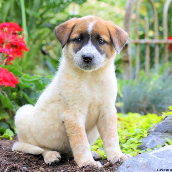 Dutchess, Great Pyrenees Mix Puppy