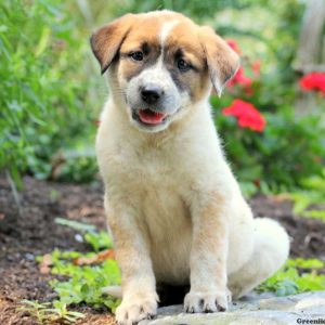 Dutchess, Great Pyrenees Mix Puppy