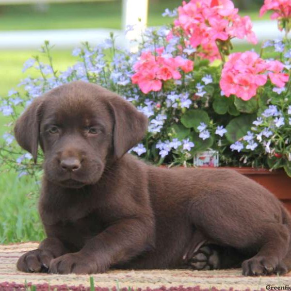 Dwane, Labrador Retriever-Chocolate Puppy