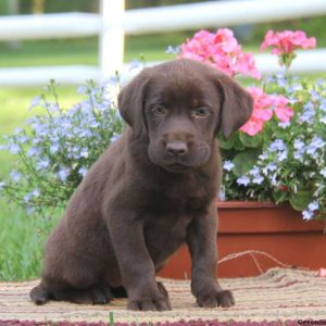 Dwane, Labrador Retriever-Chocolate Puppy