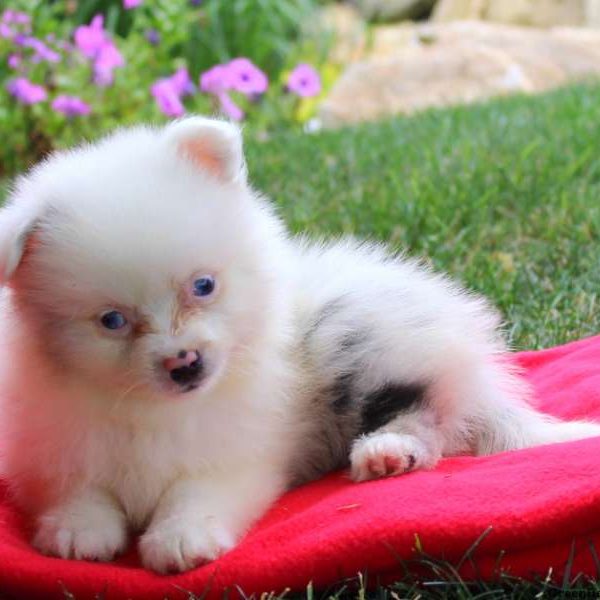 Dwila, Pomeranian Puppy