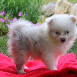 Dwila, Pomeranian Puppy