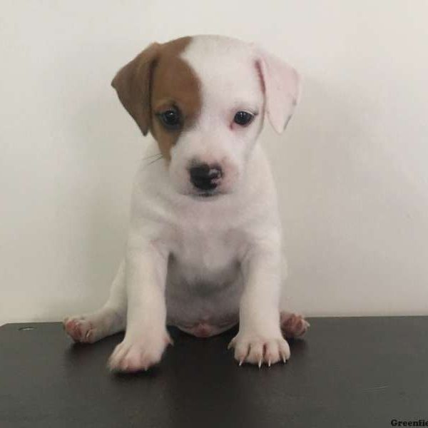 Dylan, Jack Russell Terrier Puppy