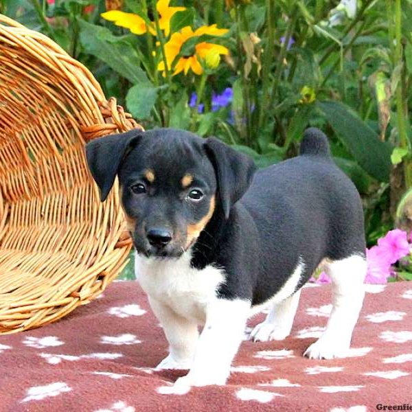 Easton, Jack Russell Terrier Puppy