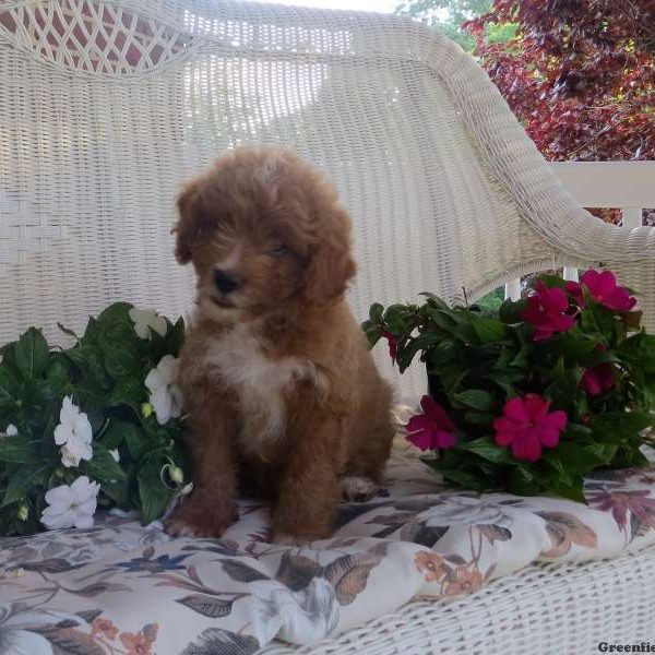 Easton, Cavapoo Puppy