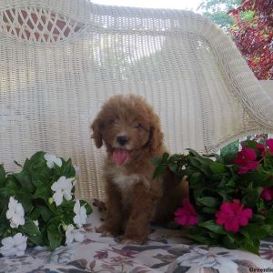 Easton, Cavapoo Puppy