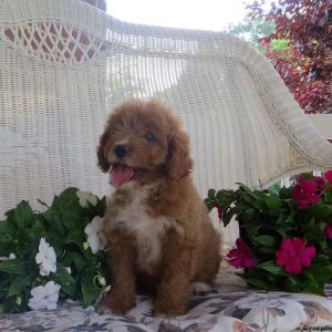 Easton, Cavapoo Puppy