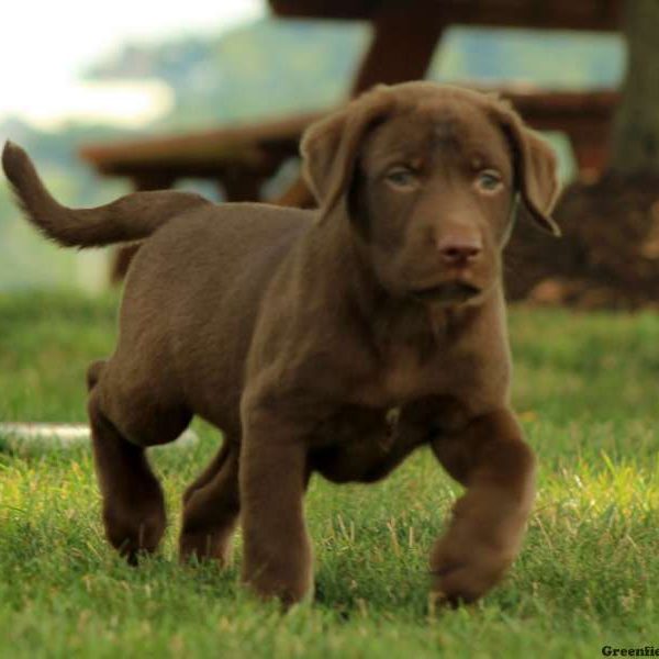 Eddie, Labrador Retriever-Chocolate Puppy