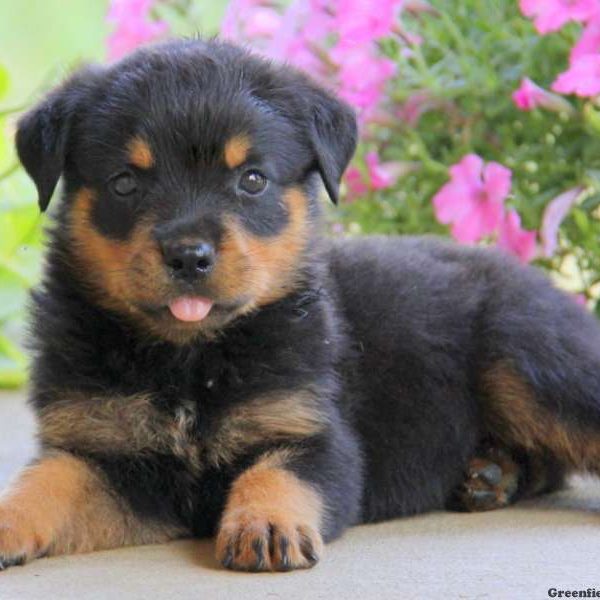 Eddie, Rottweiler Puppy