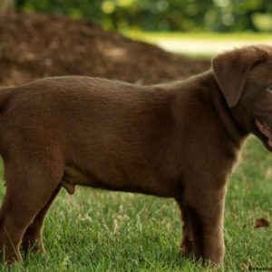 Eddie, Labrador Retriever-Chocolate Puppy