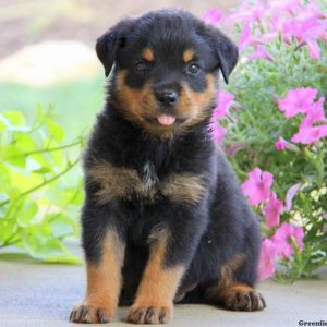 Eddie, Rottweiler Puppy