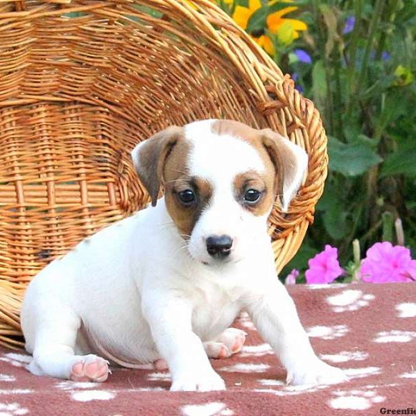 Eddison, Jack Russell Terrier Puppy