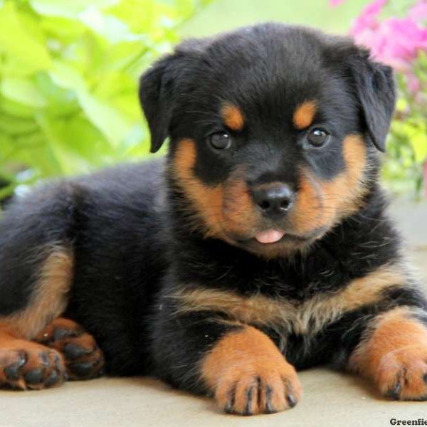 Eden, Rottweiler Puppy