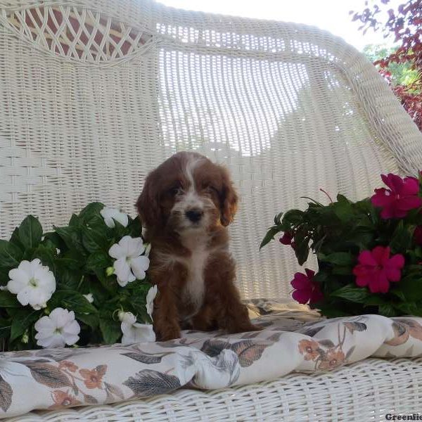 Eden, Cavapoo Puppy