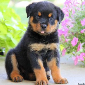 Eden, Rottweiler Puppy