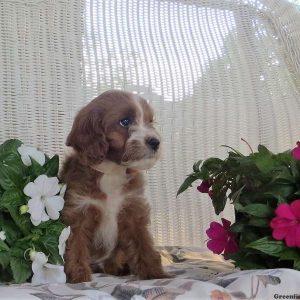 Eden, Cavapoo Puppy