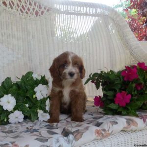 Eden, Cavapoo Puppy