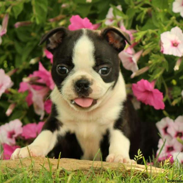 Edna, Boston Terrier Puppy