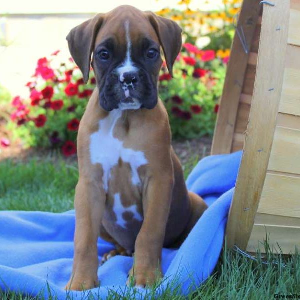 Eli, Boxer Puppy