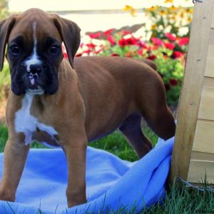 Eli, Boxer Puppy