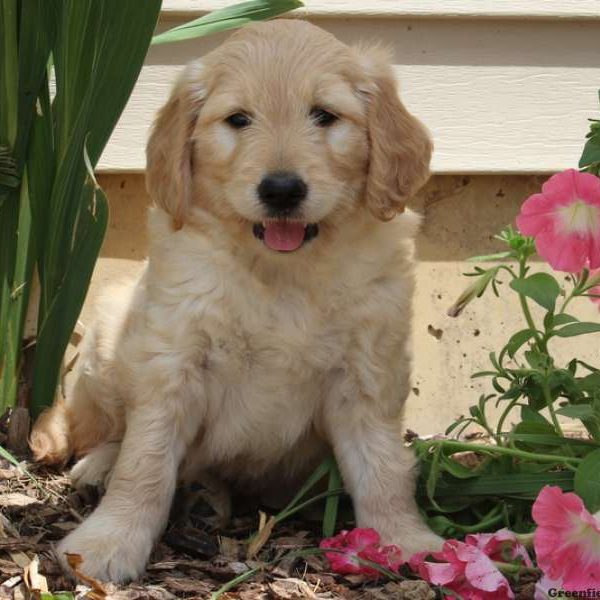 Elizabeth, Goldendoodle Puppy